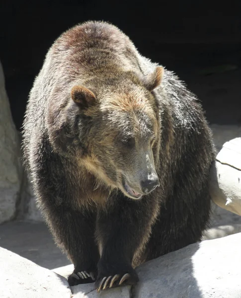 Ein nahes Porträt eines Grizzlybären — Stockfoto