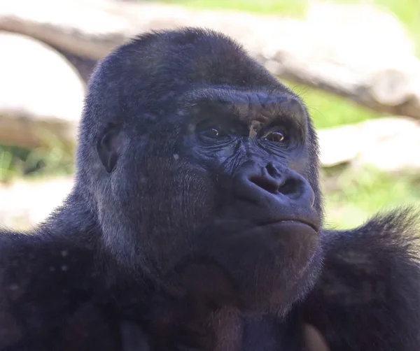 从肮脏的玻璃后面的动物园大猩猩 — 图库照片