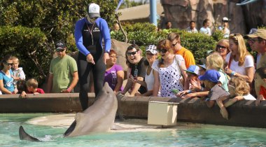 A Dolphin Entertains Visitors at Dolphin Point clipart