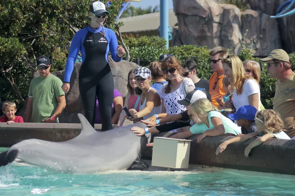 Um golfinho entretém visitantes em Dolphin Point — Fotografia de Stock