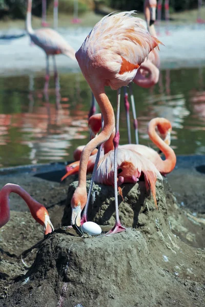 Onun büyük yumurta bir anne Flamingo eğilimi — Stok fotoğraf