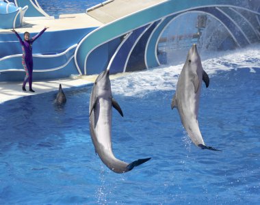Bir yunus gün gösteri eğlendirir Dolphin Stadium ziyaretçi