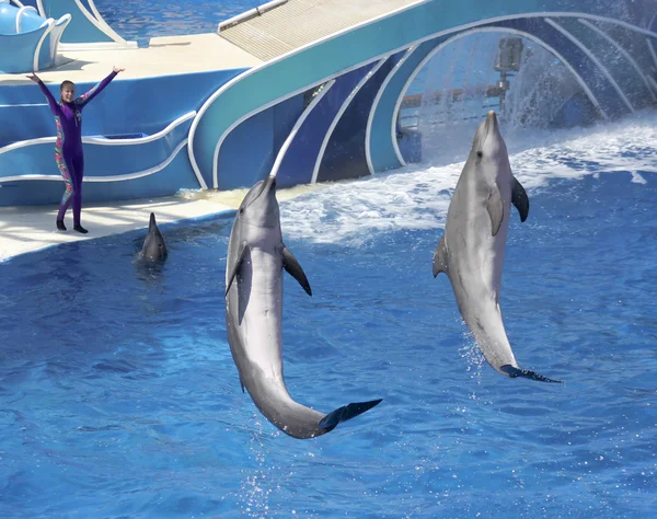 Dolphin dní Show baví návštěvníky na Dolphin Stadium — Stock fotografie