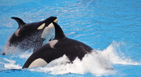 A Killer Whale Pair Porpoise Through Blue Water — Stock Photo, Image