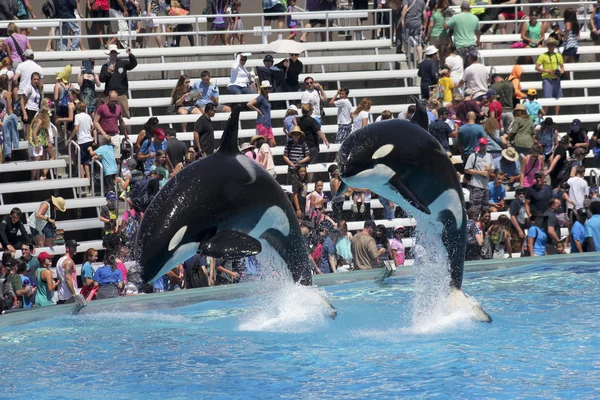 Una pareja de ballenas asesinas en un Oceanario Show —  Fotos de Stock