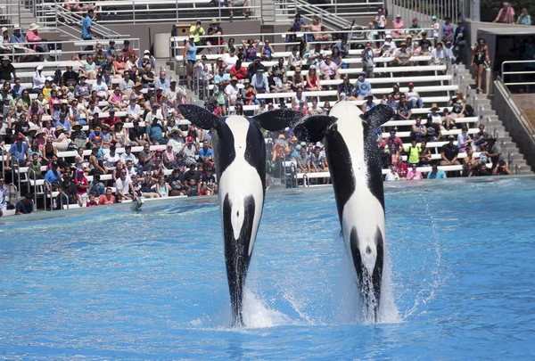 Una pareja de ballenas asesinas en un Oceanario Show — Foto de Stock