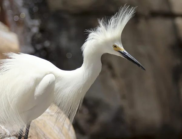 A Portrait of a Snowy Egret, Egretta thula — Stock Photo, Image