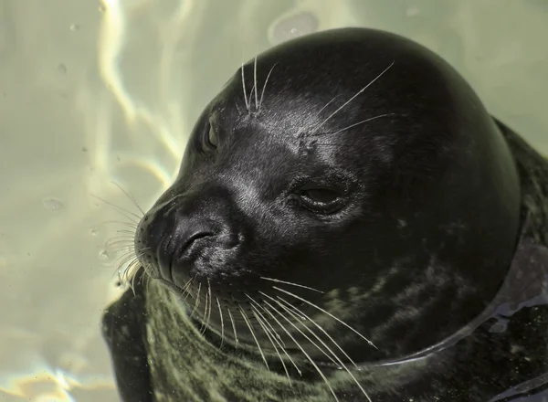 A Portrait of a Harbor, or Common, Seal — Stock Photo, Image
