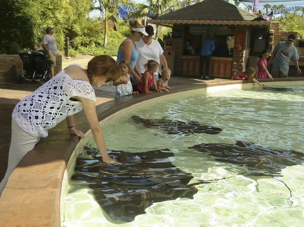 Ein Stachelrochenpool unterhält die Besucher in einem Meerespark — Stockfoto