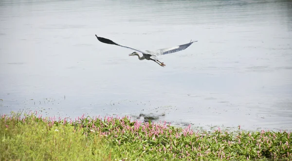 Een grote blauwe reiger vliegt in de buurt van een oever van het meer — Stockfoto