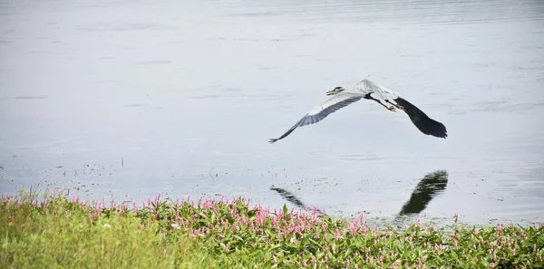 En Great Blue Heron flyger nära en sjö strand — Stockfoto