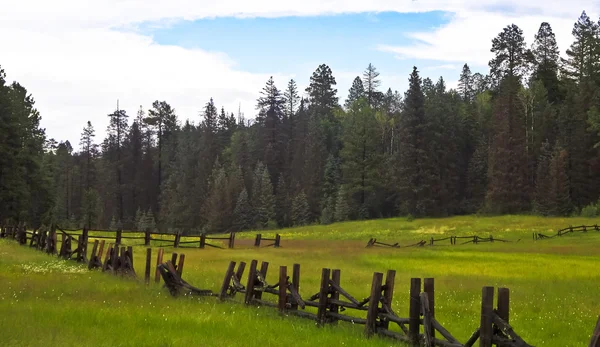 Una escena del prado de Hannagan cerca de Alpine, Arizona —  Fotos de Stock