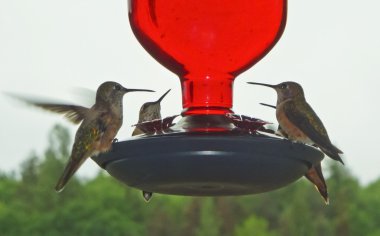 A Quartet of Female Rufous Hummingbirds at a Feeder clipart
