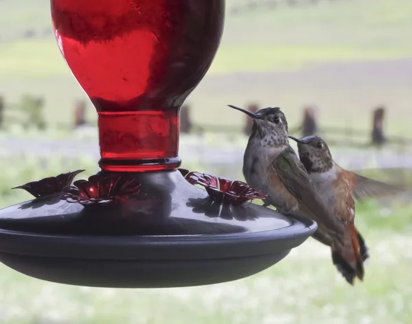Een paar vrouwelijke Rosse kolibries bij een voeder — Stockfoto