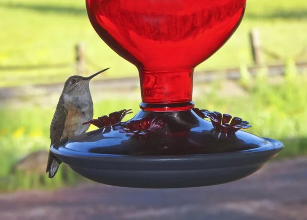 Un colibrí rufo hembra en un comedero —  Fotos de Stock