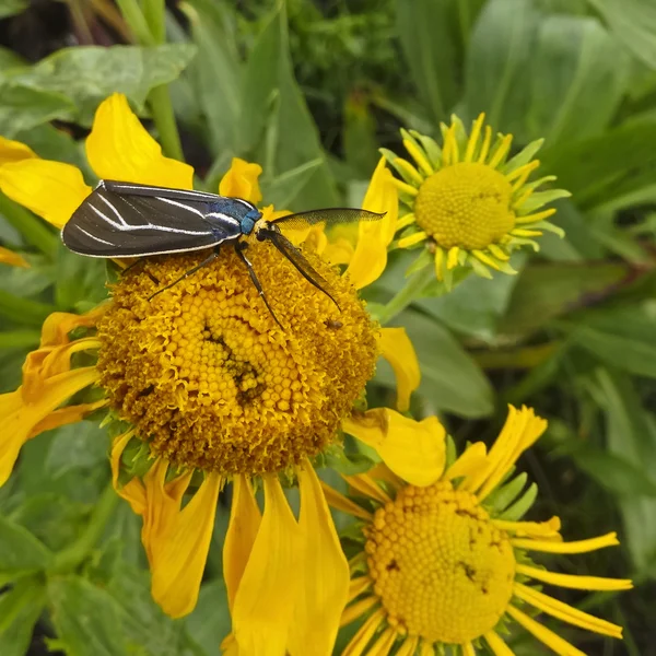 Ctenucha Tiger Moth na słonecznik — Zdjęcie stockowe