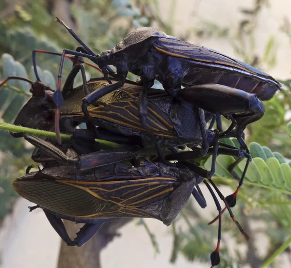 Un primer plano de cuatro bugs asesinos — Foto de Stock