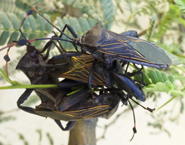 A Close Up of Four Assassin Bugs — Stock Photo, Image