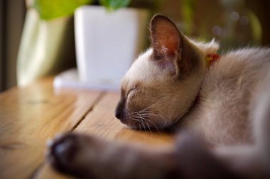 İnsanlar dizüstü bilgisayarlarını evde onlarla yaşamak için kullanıyorlar.