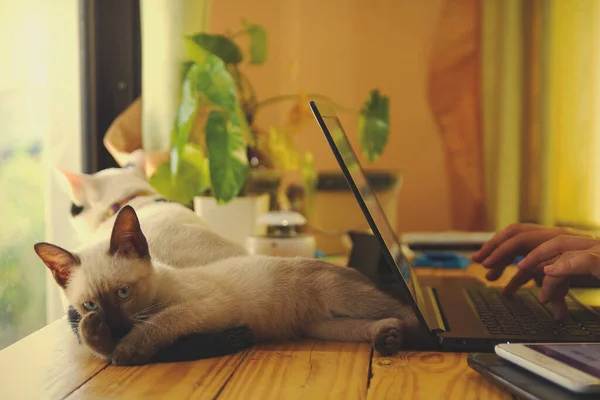 People are using their laptop to work at home with little kitten living with them