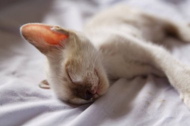 Yavru kedi sevimli hayvan arka planı 