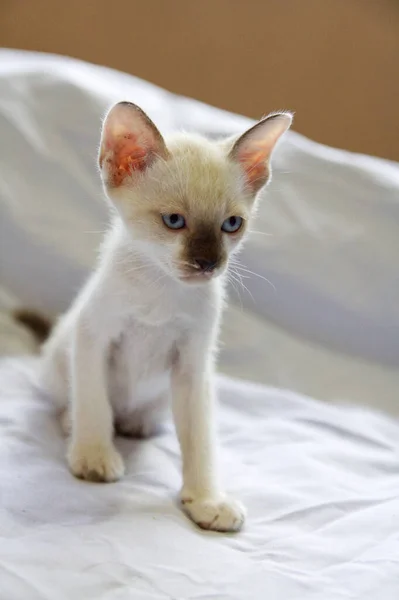 고양이 귀요미귀여운 — 스톡 사진