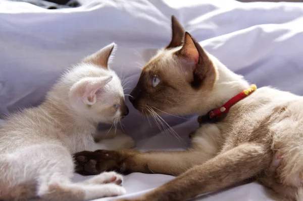 Gatinho Gato Bonito Animal Estimação Fundo — Fotografia de Stock