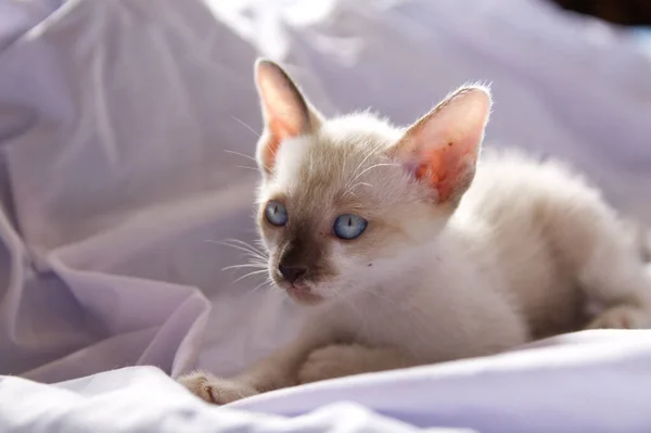 Kitten Kat Schattig Dier Huisdier Achtergrond — Stockfoto