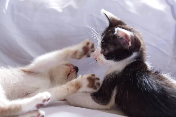 Gatinho Gato Bonito Animal Estimação Fundo — Fotografia de Stock