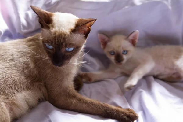 Kätzchen Katze Niedlich Tier Haustier Hintergrund — Stockfoto