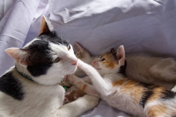 Gatinho Gato Bonito Animal Estimação Fundo — Fotografia de Stock