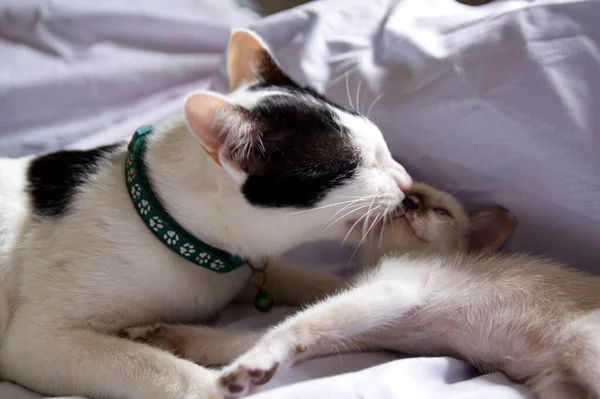 Kätzchen Katze Niedlich Tier Haustier Hintergrund — Stockfoto