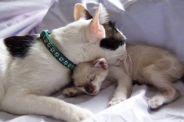 Kätzchen Katze Niedlich Tier Haustier Hintergrund — Stockfoto