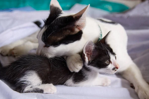 Gatito Gato Lindo Animal Mascota Fondo —  Fotos de Stock