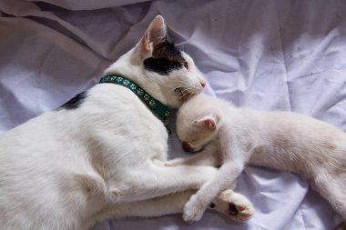 Yavru kedi sevimli hayvan arka planı 