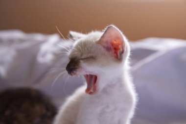 Yavru kedi sevimli hayvan arka planı 