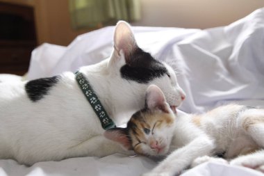 Yavru kedi sevimli hayvan arka planı 