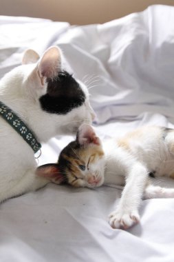 Yavru kedi sevimli hayvan arka planı 