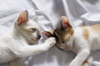 Yavru kedi sevimli hayvan arka planı 