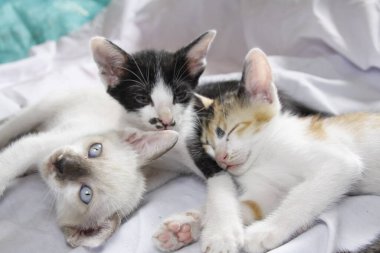 Yavru kedi sevimli hayvan arka planı 