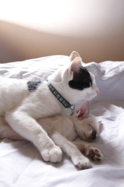 Yavru kedi sevimli hayvan arka planı 