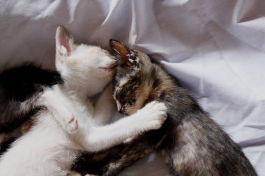 Yavru kedi sevimli hayvan arka planı 