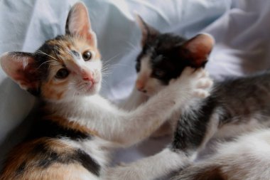 Yavru kedi sevimli hayvan arka planı 