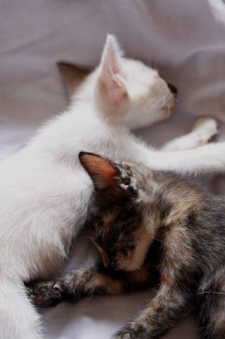 Yavru kedi sevimli hayvan arka planı 