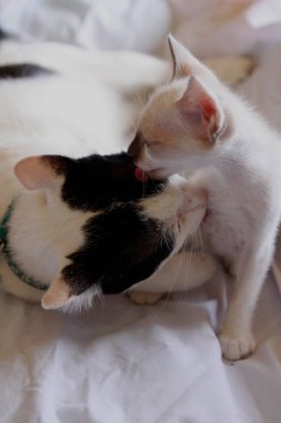 Yavru kedi sevimli hayvan arka planı 