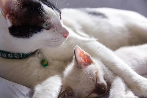 Kitten Kočka Roztomilé Zvíře Pet Pozadí — Stock fotografie