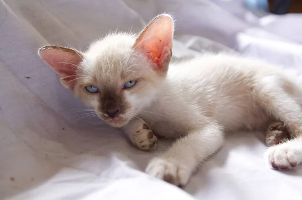 Gatinho Gato Bonito Animal Estimação Fundo — Fotografia de Stock