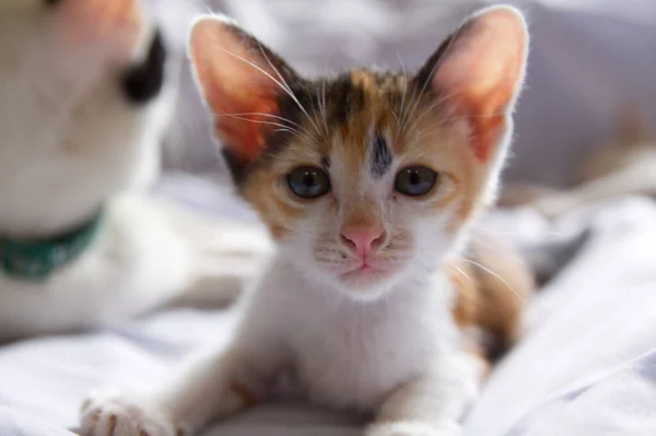 고양이 귀요미귀여운 — 스톡 사진