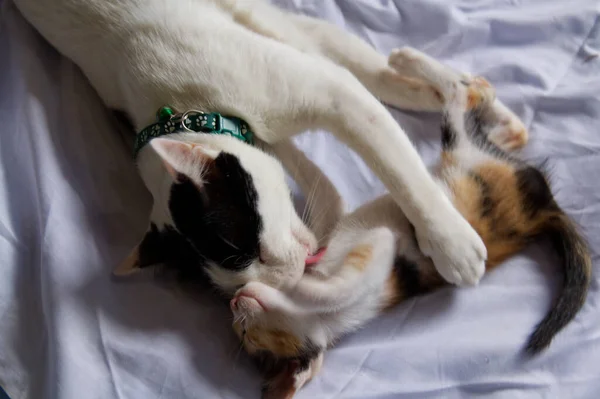 Gatito Gato Lindo Animal Mascota Fondo — Foto de Stock