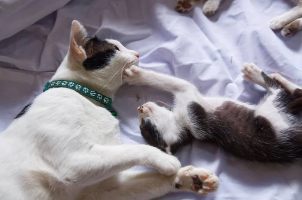 Gatinho Gato Bonito Animal Estimação Fundo — Fotografia de Stock